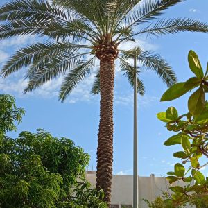 تكريب وتنظيف وزراعة النخيل